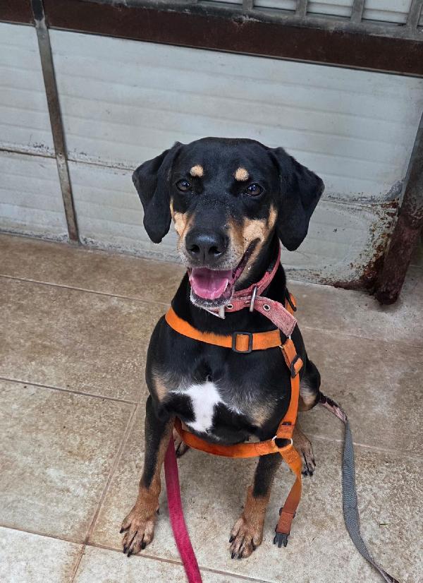 Skylar, Una Bellissima Simil Segugia